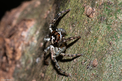 Asaphobelis physonychus