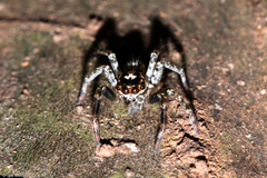 Asaphobelis physonychus