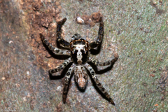 Asaphobelis physonychus