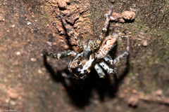Asaphobelis physonychus