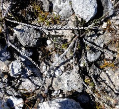 Syncarpha canescens tricolor