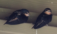 Hirundo rustica