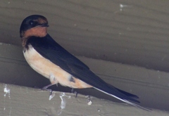 Hirundo rustica
