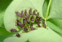 Eulophus