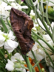 Eudocima serpentifera