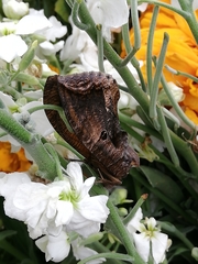 Eudocima serpentifera