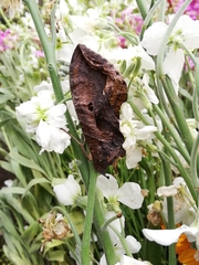 Eudocima serpentifera