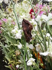 Eudocima serpentifera