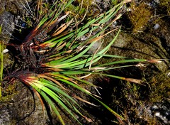 Schoenus complanatus