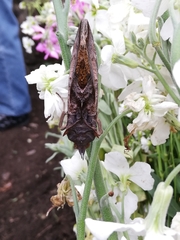 Eudocima serpentifera