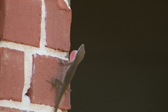 Anolis carolinensis