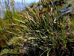 Schoenus complanatus