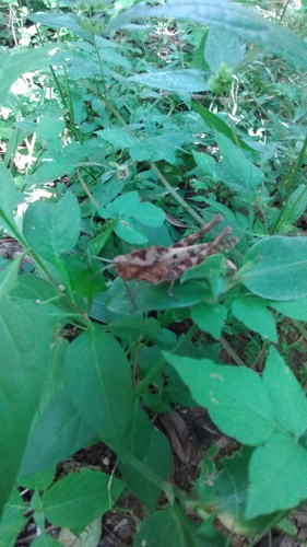 Xyleus discoideus
