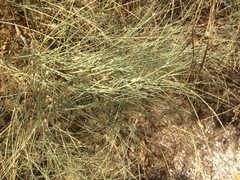 Spartium junceum