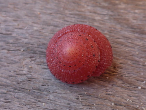 Strawberry Top Shell