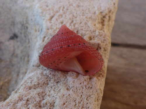 Strawberry Top Shell