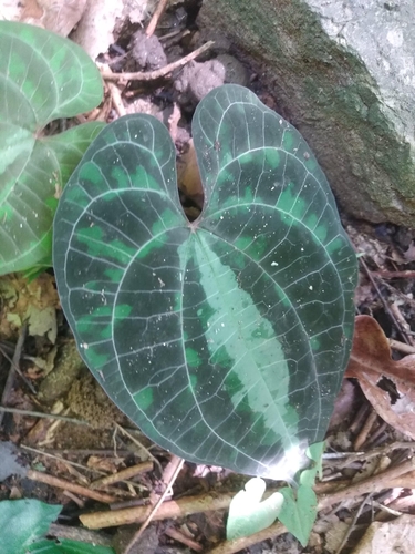 variegated monkey ball vine