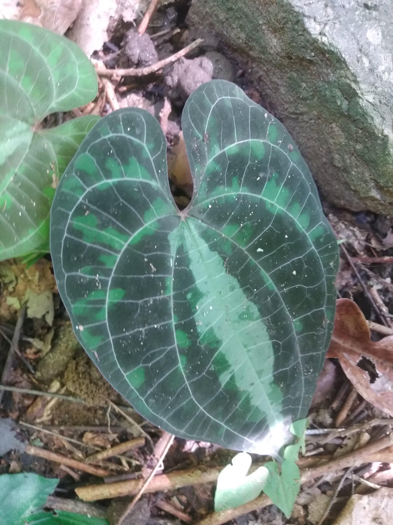 Dioscorea dodecaneura
