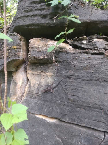 Striped Lava Lizard
