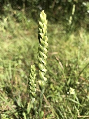 Spiranthes triloba