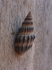 Vexillum exasperatum
