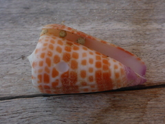 Conus tessulatus