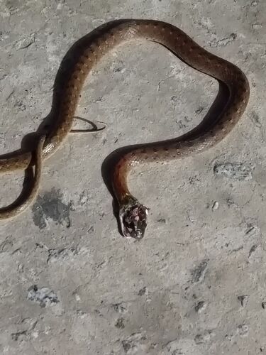 Siamese Red-necked Keelback