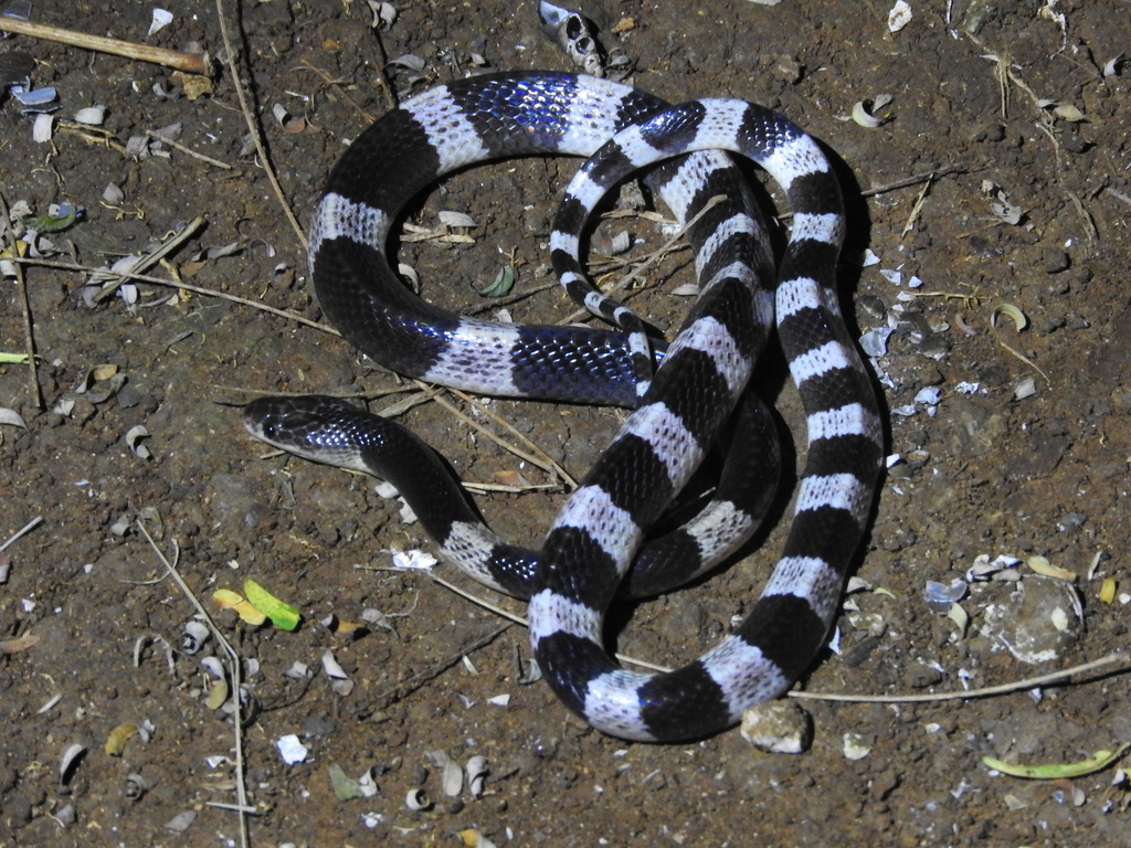 Malayan Krait