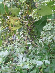 Menispermum canadense