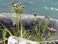 Vernonia lettermannii