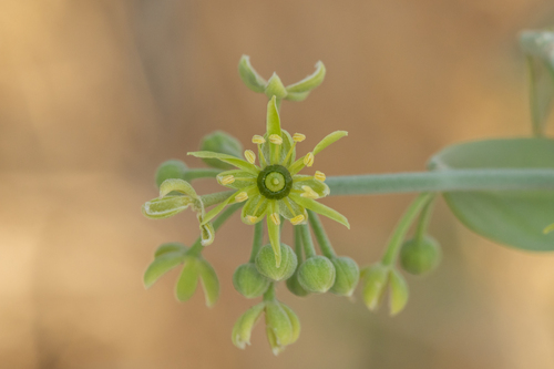 simple-thorned greenthorn