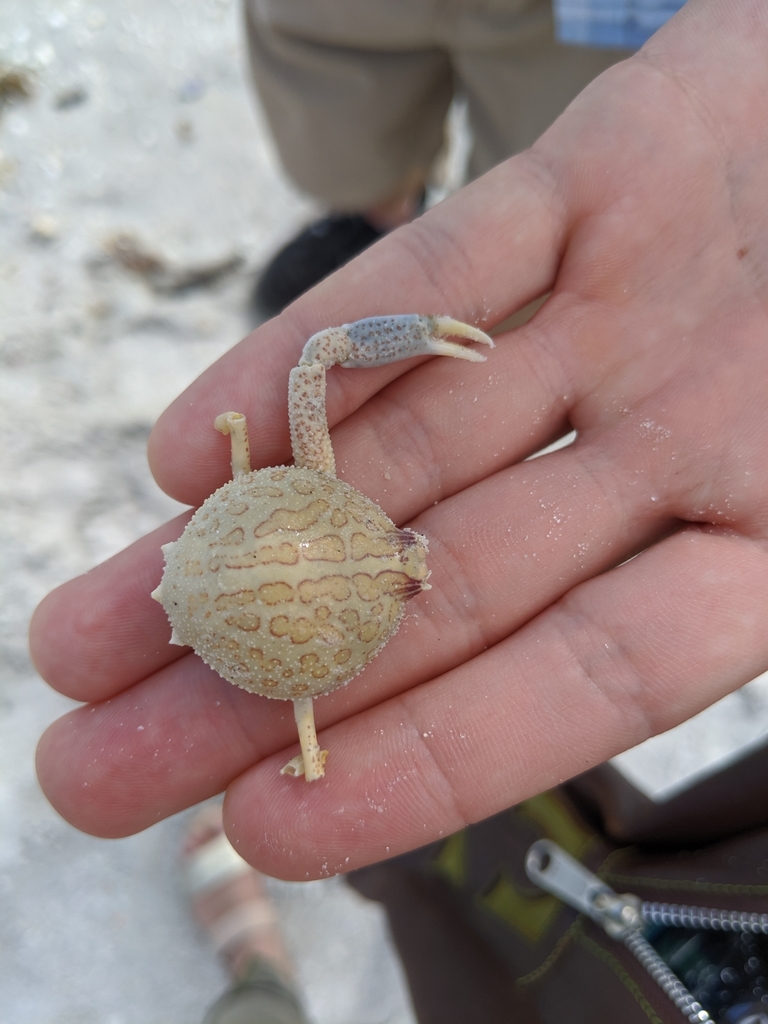 mottled purse crab