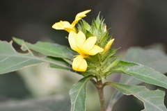 Barleria oenotheroides