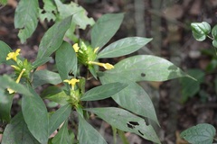 Barleria oenotheroides