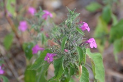 Ruellia inundata
