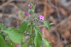 Ruellia inundata