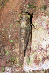 Taphura nitida