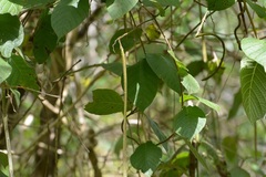 Mandevilla subsessilis