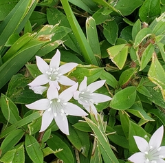 Richardia grandiflora