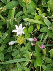 Richardia grandiflora
