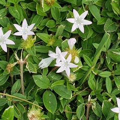 Richardia grandiflora
