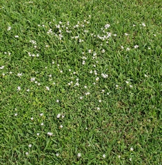 Richardia grandiflora