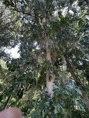 Quercus austrina, photograph (c) Ashwin Srinivasan, some rights reserved (CC BY)