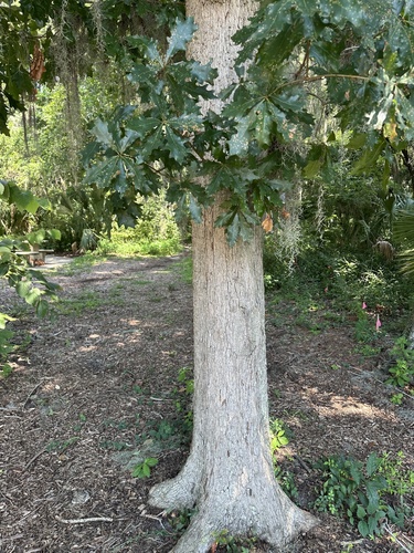 Quercus austrina, photograph 4