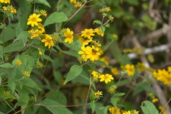 Verbesina hypoglauca