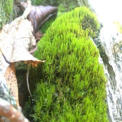 Dicranum flagellare