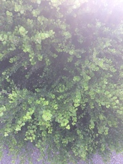 Sideroxylon obovatum