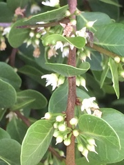 Sideroxylon obovatum