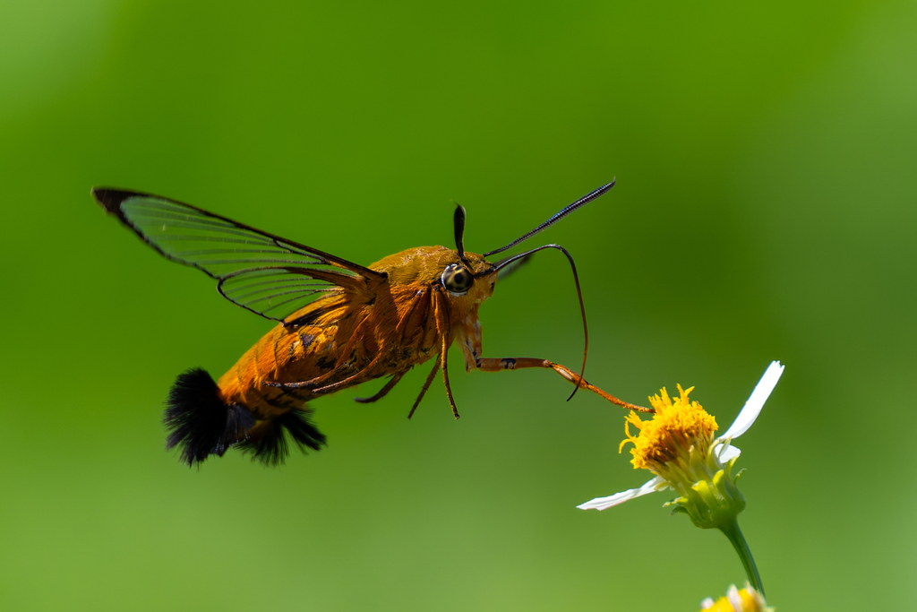 Cephonodes xanthus