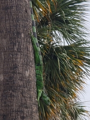Iguana iguana